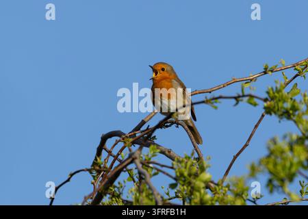 Pettirosso europeo (Erithacus rubecula) uccello da giardino adulto che canta in una siepe in primavera, Inghilterra, Regno Unito Foto Stock