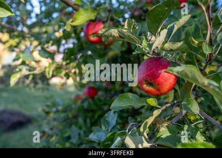Mela rossa matura tra foglie verdi su un melo in autunno 05.10.26, Eisenbach: foto simbolica, illustrazione, immagine simbolica, foto illustrativa, scena di vita Primo piano di una mela rossa matura appesa tra un fitto fogliame verde su un melo. Il frutto è parzialmente illuminato dalla luce del sole ed è circondato da numerose foglie e rami. Alcune foglie presentano macchie marroni e danni. In secondo piano sfocato si vedono altre mele rosse. L'immagine mostra la maturazione naturale della frutta durante la stagione della raccolta autunnale in un giardino. Foto Stock
