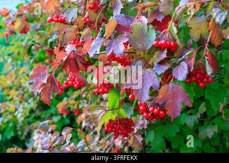 Grappoli di bacche rosse brillanti di rosa selvatica crescono su rami circondati da una vegetazione autunnale mutevole all'aperto. Bellezza botanica, raccolto stagionale e natura Foto Stock