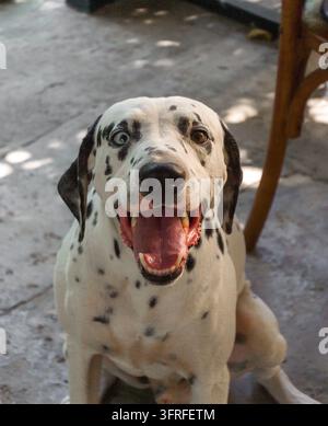 Cane dalmata seduto su un sentiero lastricato. Il cane ha macchie nere su pelo bianco. Gli occhi sono grandi e scuri. La lingua leggermente fuori. Lo sfondo ha ombre di alberi. Scena i Foto Stock
