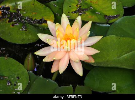 Ninfearia o Ninfea, Nymphaea "Cypriana", Nymphaeceae. Regno Unito. Ibrido. Nymphaea 'Cypriana' è una ninfea acquatica ibrida resistente. Foto Stock