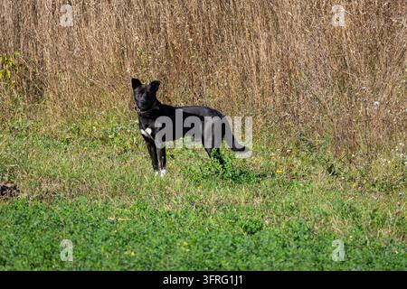 Cane nero vigile con zampe bianche si trova nell'erba luminosa accanto a un campo arido. Orecchie erette e sguardo concentrato esprimono prontezza e lealtà in un ambiente pulito Foto Stock