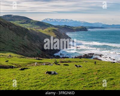 Mucche che pascolano su colline costiere verdi con i Picos de Europa innevati, Cantabria, Spagna Foto Stock