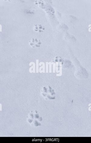 Impronte di zampe di cane nella neve bianca fresca lungo il sentiero escursionistico invernale Foto Stock