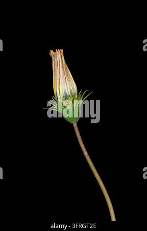 Bucco di fiore di gazania chiuso con gocce di rugiada isolato su sfondo nero Foto Stock