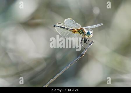 Libellula Blue Dasher appollaiata su un esile ramoscello con ali trasparenti e sfondo sfocato morbido Foto Stock