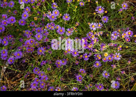 Fiorellini di aster viola vibranti sbocciano in questo ritratto dettagliato in primo piano Foto Stock