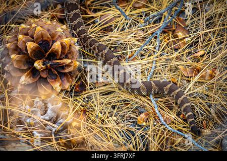 Un serpente a sonagli del Pacifico nord che striscia su aghi di pino accanto a una grande pigna nel Parco Nazionale di Yosemite, California Foto Stock