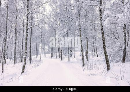 Sentiero escursionistico ricoperto di neve che si snoda attraverso una fitta foresta di latifoglie dopo una nevicata fresca Foto Stock