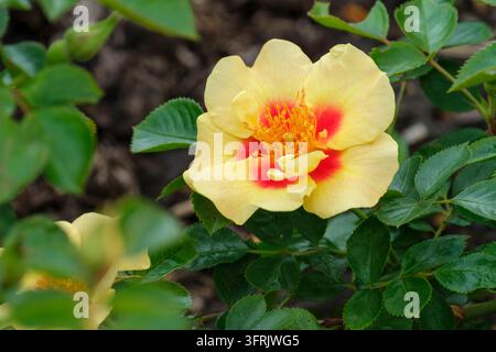 Rosa Eye of the Tiger, rosa Chewbullseye, fiori semplici/semi-doppi giallo pallido, macchia rosa scuro alla base dei petali Foto Stock