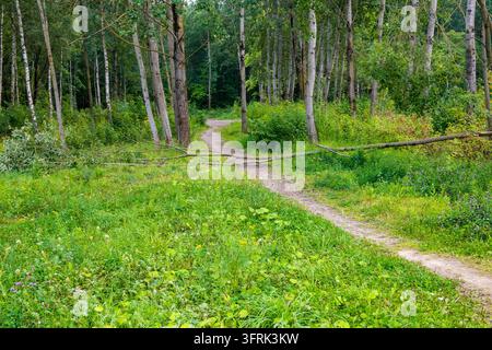 Una vista di un sentiero di terra in una foresta verde bloccato da un albero caduto con rami. Alberi alti e una fitta vegetazione circondano il sentiero su entrambi i lati. Perfetto Foto Stock