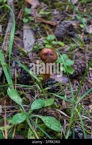 Un piccolo boletto pepato con un cappello arancione arrotondato che cresce tra coni di pino, aghi e foglie verdi. Scatto macro verticale con texture terrose Foto Stock
