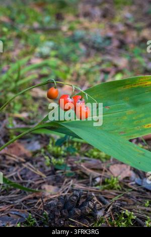 Un primo piano verticale di bacche rosse di mughetto appese a un gambo sottile accanto a una grande foglia verde. Il frutto luminoso si staglia contro il Foto Stock