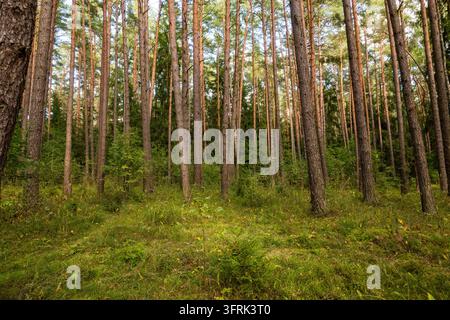 Una vista di una foresta di pini con alberi alti, erba verde e una fitta vegetazione che copre il terreno. La luce del sole filtra attraverso i tronchi creando una naturale Foto Stock
