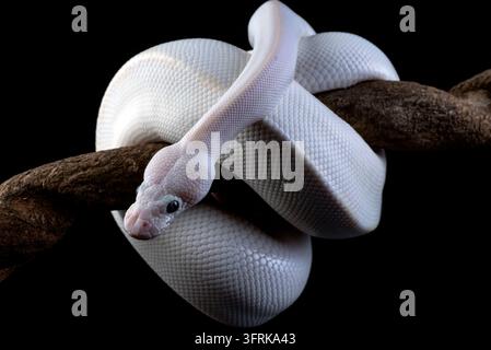 Pitone sferico leucistico bianco avvolto su un ramo Foto Stock