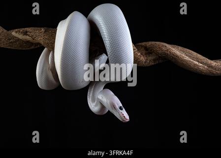 Pitone a palla leucistico bianco avvolto intorno a un ramo Foto Stock