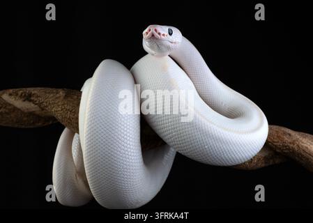 Serpente ball python leucistica bianca su un ramo Foto Stock