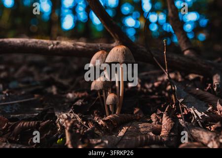Funghi che crescono nella foresta, primo piano, messa a fuoco selettiva Foto Stock