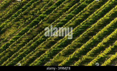 Vista aerea delle vigne a Cubnezais (sud-ovest della Francia. Viticoltura, coltivazione della vite, vini di Bordeaux, Blaye Côtes de Bordeaux AOC (DOC)) Foto Stock