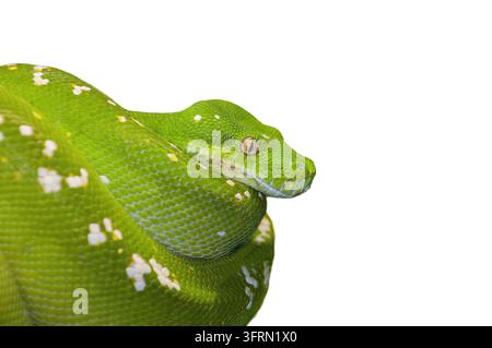 Serpente verde dell'albero isolata su sfondo bianco Foto Stock