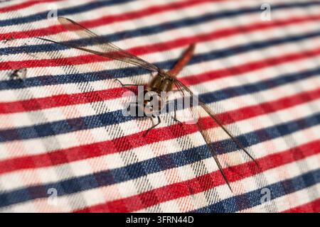 Agrione comune che vola su un tessuto a quadri rossi e blu Foto Stock