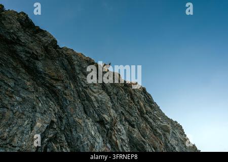 Vista a bassa angolazione di un pecora bighorn selvatica in piedi sulla cima di una ripida scogliera rocciosa vicino al lago Abraham, in Alberta, silouettato contro un cielo blu limpido invernale in th Foto Stock