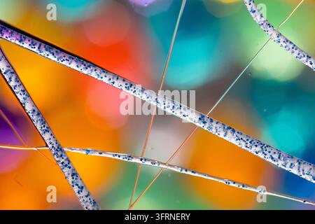 Visione microscopica astratta colorata di fibre traslucide e filamenti delicati che attraversano uno sfondo vivace di arancione, blu, verde, viola e rosso Foto Stock