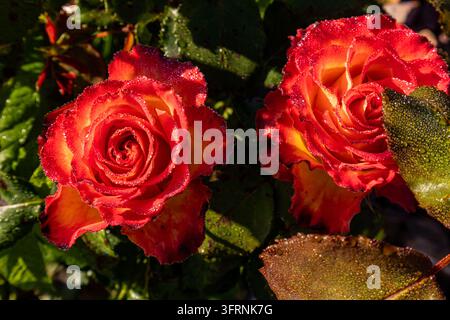 Primo piano di rose ibride tè rosso vivace e giallo ricoperte di gocce di rugiada tra foglie verde scuro a Kensington Gardens, Londra, illuminate da una luce calda Foto Stock