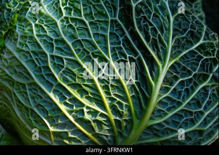 Prima vista di una foglia di cavolo verza in un campo agricolo poco prima della raccolta, con le venature visibili sullo sfondo. Foto Stock