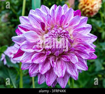 Dahlia a strisce viola e bianche in piena fioritura, petali doppi a strati che si avvolgono a spirale verso un centro verde su un morbido sfondo sfocato di fogliame del giardino Foto Stock