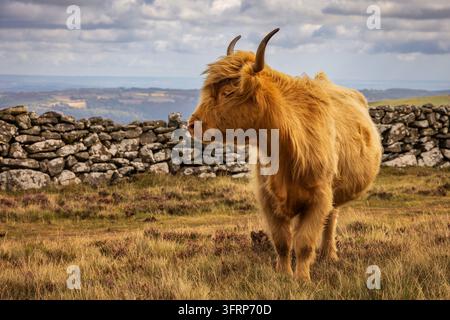 Mucca Highland che pascola sulle brughiere di Dartmoor, Devon, Inghilterra. Estate (agosto) 2026. Foto Stock