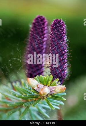 Giovane abete rosso porpora (specie abies) coni che crescono su ramo con abete, dettaglio closeup Foto Stock