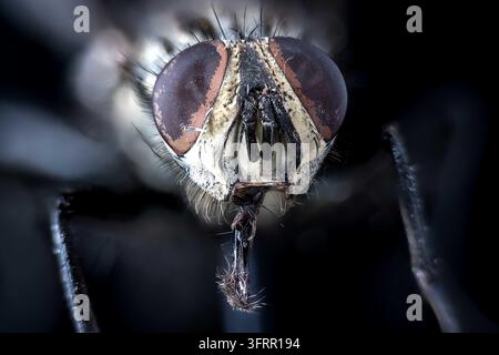 Immagine macro a fuoco ravvicinato frontale di una mosca che mostra dettagli incredibili degli occhi composti e delle mandibole. Foto Stock