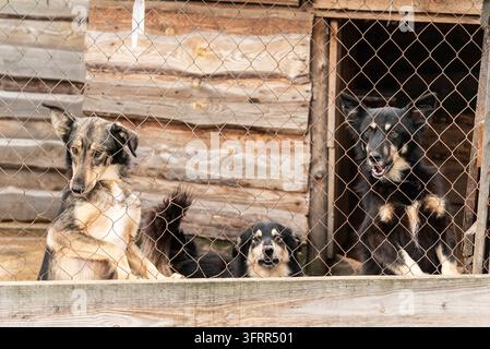Cani senza fissa dimora in un rifugio per animali Foto Stock