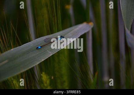 Libellula blu elettrico appollaiata su una foglia verde liscia, circondata da una morbida chioma giallo-verde e da lame sottili simili a iris vicino a uno stagno tranquillo. Foto Stock