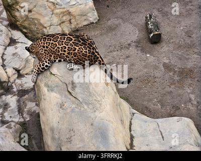 MINSK - 25 MARZO 2025: Un giaguaro è sdraiato su una roccia in un recinto di uno zoo. La roccia è grande e il giaguaro è raggomitolato su di essa Foto Stock