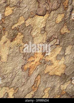 Corteccia di platano, Red Bluff National Recreation Area, California. Foto Stock