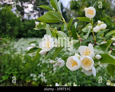 Gelsomino bianco con centri gialli è su un ramo. Ci sono diversi fiori sul ramo. I fiori sono circondati da foglie verdi Foto Stock