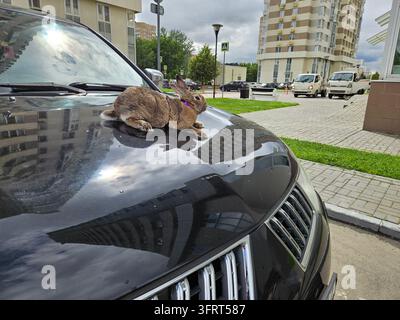 Un coniglio è sdraiato sul cofano di un'auto nera. L'auto è parcheggiata su una strada davanti a un edificio Foto Stock