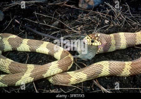 California Kingsnake che divora un mouse Foto Stock