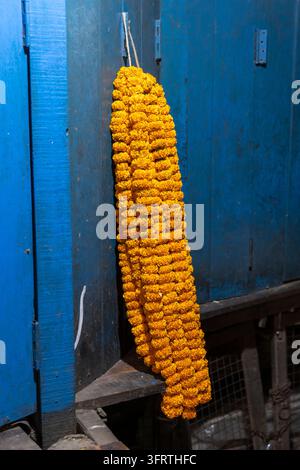 Unica spessa corda di calendule arancioni e gialli appesa a un gancio su una porta dipinta di blu con cardini metallici e un'apertura scura sotto, nel giardino Foto Stock
