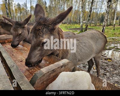 Due cervi mangiano da una mangiatoia di legno. Si trovano vicino a una zona fangosa in una foresta. Alberi con foglie autunnali li circondano. La scena è naturale e Foto Stock