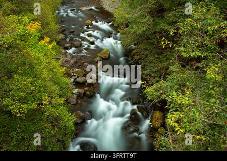 North Fork del Medio forcella Willamette selvatica e Scenic River, Aufderheide National Scenic Byway, Willamette National Forest, Oregon Foto Stock