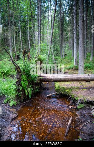 Radici esposte e tronco d’albero caduto vicino a un ruscello nella foresta di conifere. Abete rosso sradicato Foto Stock