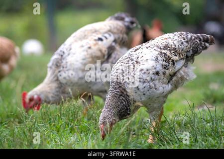Pollo domestico su un piccolo cortile. Galline allevate in modo sostenibile all'aperto. Foto Stock