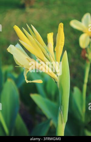 Primo piano di boccioli di fiore di Canna Indica gialli con fogliame verde sullo sfondo Foto Stock