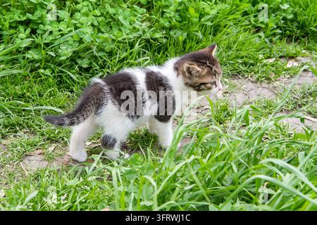 Il gattino sta camminando lungo il sentiero nell'erba fitta. Piccolissimo gattino durante una passeggiata in giardino. Foto Stock