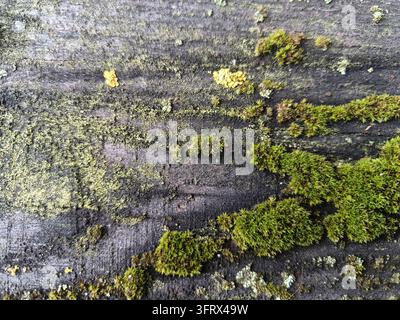 Muschio verde e licheni pallidi che si diffondono su una superficie di legno grigio consumata Foto Stock