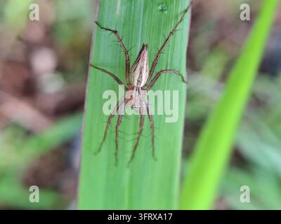 Un ragno lince striato (Oxyopes salticus) con zampe spinose si appolla verticalmente su una foglia verde piatta in un prato tropicale all'aperto abitato da animali selvatici sotto il sole Foto Stock