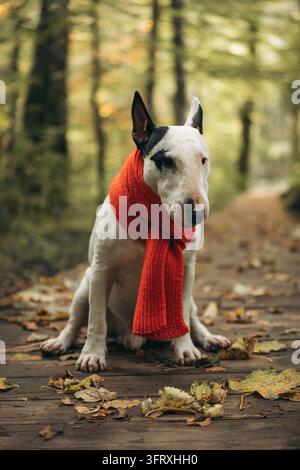 Scatto verticale di un bull terrier bianco con una sciarpa rossa seduto su un sentiero boschivo di legno. Foto di alta qualità Foto Stock